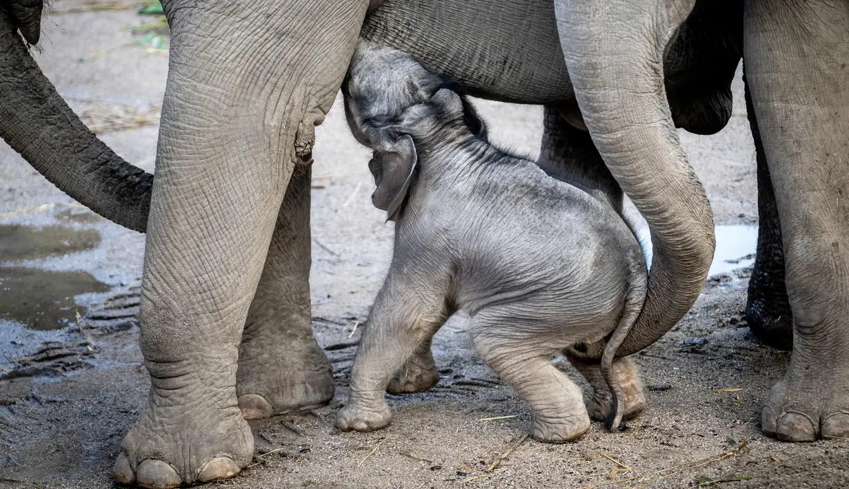 Bayi gajah, Mun berdiri di samping ibunya, gajah Asia berusia 22 tahun, Surin, saat pertama kali berjalan di kandang mereka di Kebun Binatang Kopenhagen, Rabu (7/10/2020). Bayi gajah tersebut lahir pada 1 Oktober 2020 lalu. (Photo by Mads Claus Rasmussen / Ritzau Scanpix / AFP)