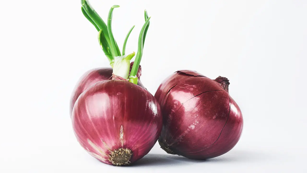 Ilustrasi bawang
