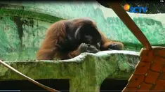 Jika terjadi letusan Gunung Agung, seluruh satwa akan dimasukkan ke kandang kontrol.