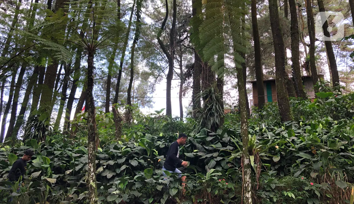 Pengunjung menikmati suasana kawasan wisata Gunung Bunder, Bogor, Jawa Barat, Minggu (15/11/2020). Meskipun pandemi covid-19 belum berakhir, namun sejumlah lokasi wisata mulai dipadati pengunjung dengan tetap menerapkan protokol kesehatan. (Liputan6.com/Immanuel Antonius)