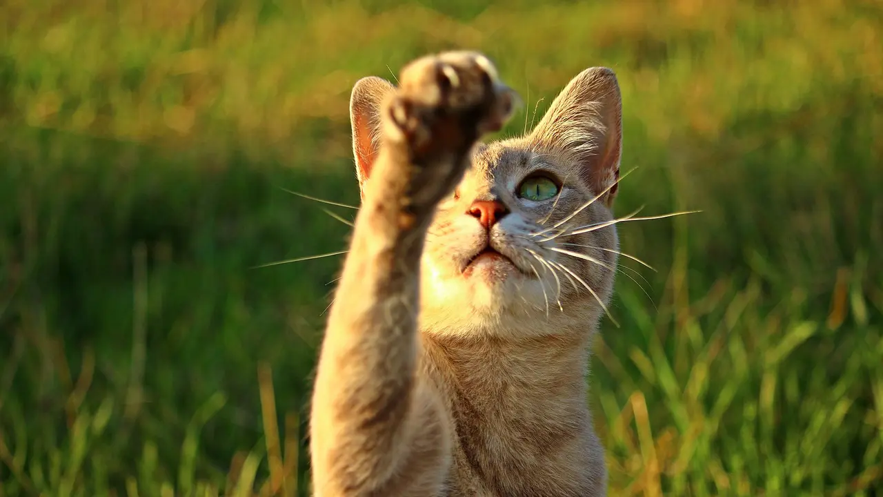 Pertolongan Pertama saat Dicakar Kucing