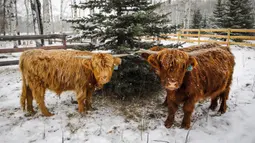 Sapi dataran tinggi merumput saat salju turun dekat Cremona di Alberta, Canada, Minggu (18/10/2020). Suhu yang sangat dingin diperkirakan akan terus berlanjut dengan lebih banyak salju di beberapa bagian Alberta minggu ini. (Jeff McIntosh/The Canadian Press via AP)