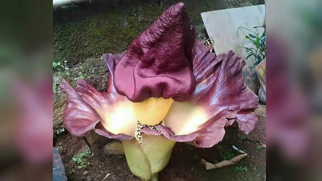 Bunga Bangkai