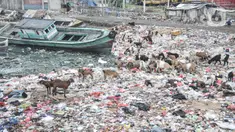 Kawanan kambing ternak mencari makanan di tumpukkan sampah di pesisir Cilincing, Jakarta Utara, Minggu (12/6/2022). Minimnya kesadaran peternak di kawasan tersebut menyebabkan kambing berburu makanan di tempat pembuangan sampah yang dapat membahayakan kesehatan hewan, terlebih akan dijual untuk kurban Idul Adha. (merdeka.com/Iqbal S. Nugroho)