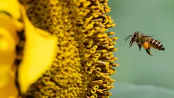Seekor lebah mendarat di atas bunga matahari di taman bunga matahari di Bagan Datuk di negara bagian Perak Malaysia (17/3/2021). Keindahan flora berwarna terang itu dapat dinikmati di ladang seluas 0.8 hektar tersebut.  (AFP/Mohd Rasfan)