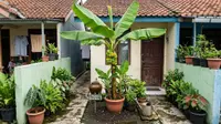 7 Cara Membuat Pohon Pisang Kerdil Cepat Berbuah, Cocok untuk Lahan Sempit