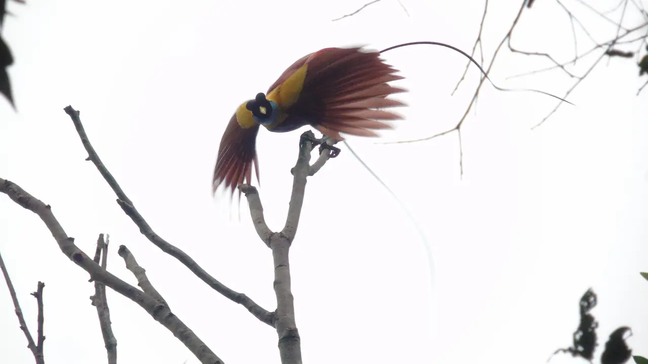 Burung Cenderawasih