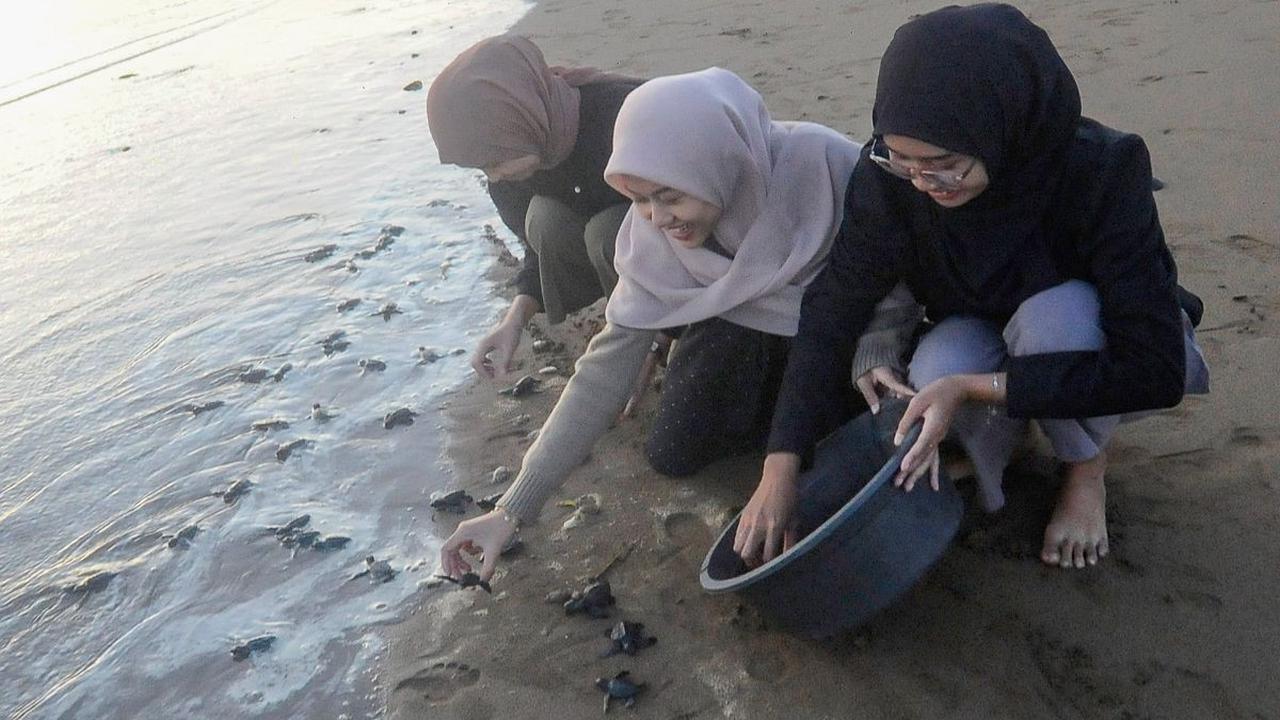 "Selain taman yang asli berikut habitat alami penyu lekang (Lepidochelys olivacea), vegetasi, dan lingkungan alam di kawasan pesisir ini masih terjaga lestari," katanya dikutip dari ANTARA.<br>