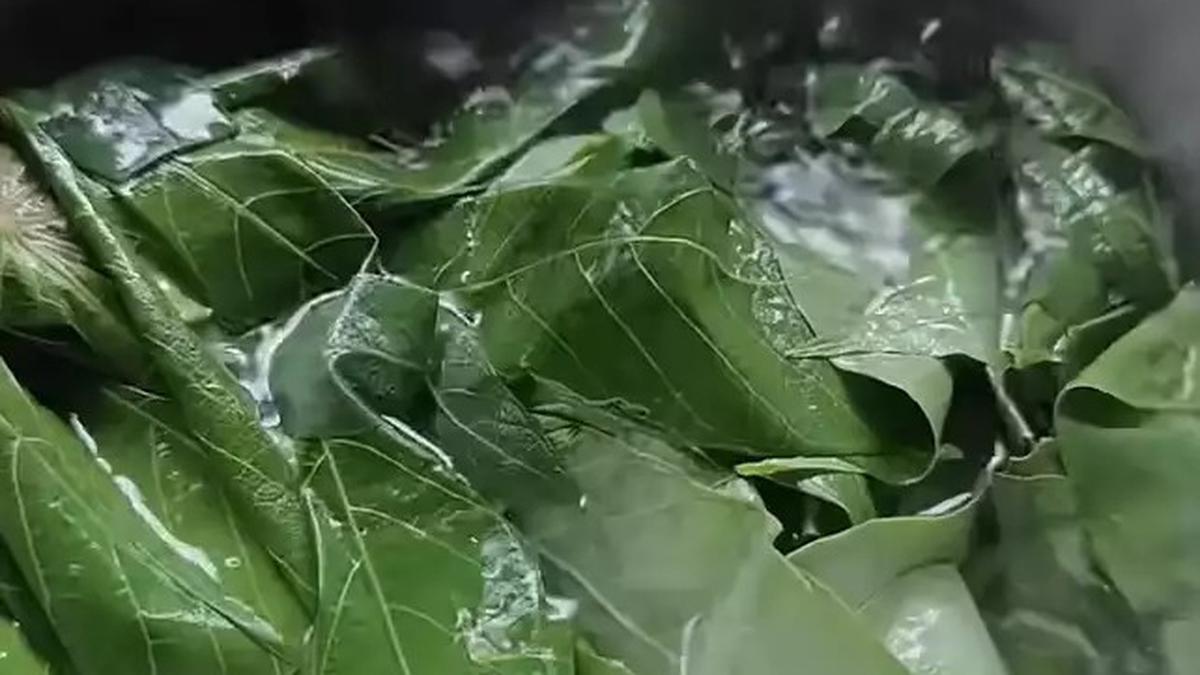 Kenapa Daun Singkong Harus Direbus Dulu Sebelum Dimakan? Ada Zat Berbahaya Jika Tak Diolah dengan Benar