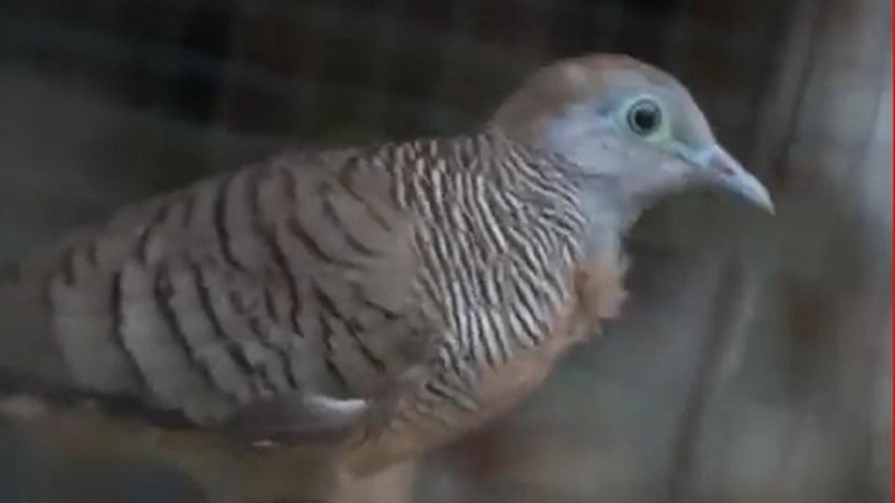 Jaga Nilai Kearifan Lokal Budaya Jawa, Begini Arti Penting Warga di Boyolali Pelihara Burung Perkutut