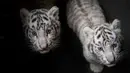 Dua bayi harimau benggala putih yang baru lahir di Yunnan Wildlife Zoo, China, 12 Oktober 2018.  Saat diperkenalkan ke publik, tiga anak harimau putih yang lahir 3 bulan lalu itu melakukan tingkah laku yang menggemaskan. (FRED DUFOUR / AFP)