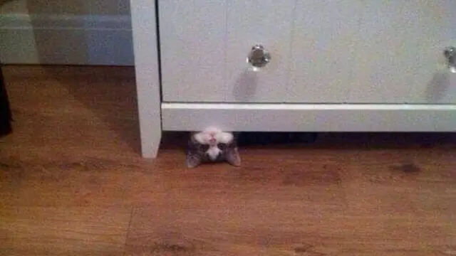 10 Potret Menggemaskan Kucing Tidur di Tempat Tak Biasa