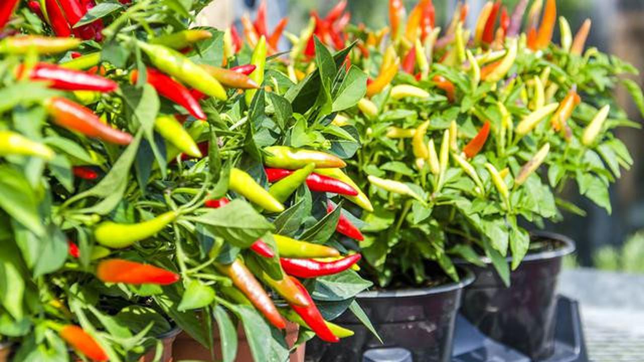 Polybag Gardening untuk Pemula, Panduan Lengkap dari Pembelian Benih Sampai Panen 30 Hari