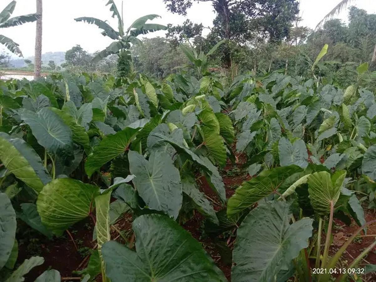 6 Manfaat Kesehatan dan Cara Mengolah Umbi Keladi atau Talas, Salah Satunya Kurangi Risiko Penyakit Jantung