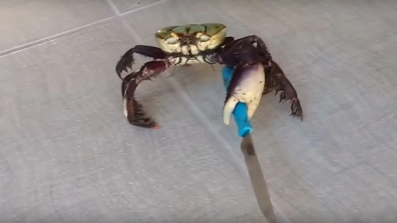 Seramnya Kepiting Gangster