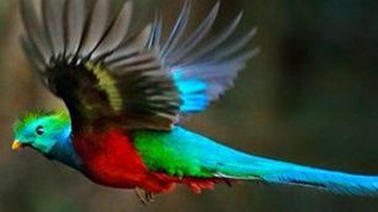 9. Burung Quetzal