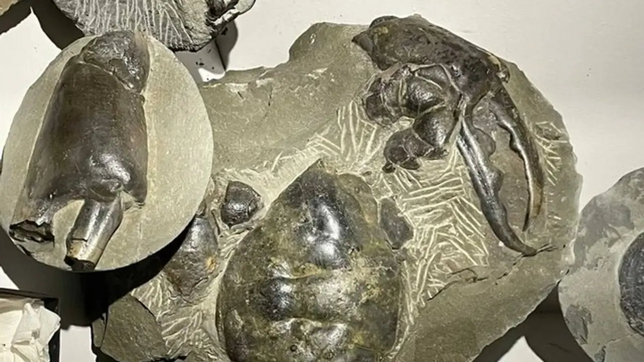 Heboh Penemuan Fosil Kepiting Raksasa di New Zealand
