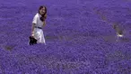 Seorang wanita mengunjungi ladang lavender di Wilayah Huocheng, Daerah Otonom Uighur Xinjiang, China (16/6/2020). Dengan lahan budidaya seluas 3.733 hektare, industri lavender di Wilayah Huocheng menciptakan 15.000 lebih lapangan pekerjaan pada 2019. (Xinhua/Zhao Ge)