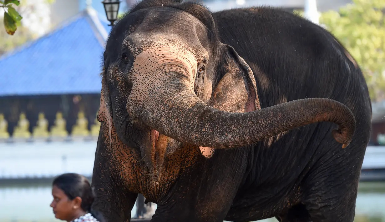 Warga melintas di dekat seekor gajah jelang festival Perahera di Kuil Gangaramaya di Kolombo, Sri Lanka (18/2). Prosesi Navam Budha dalam festival Perahera tersebut berlangsung 18-19 Februari. (AFP Photo/Ishara S. Kodikara)