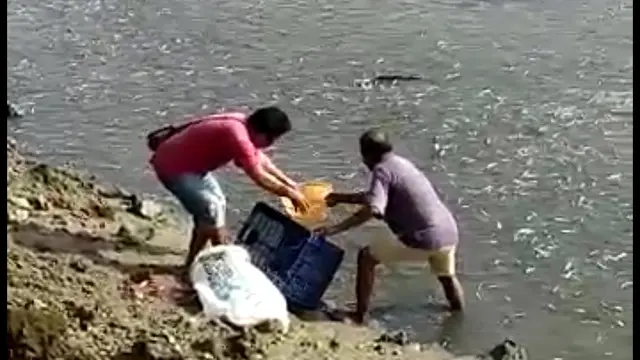 Warga Kota Baubau, berebut menangkap ikan lompa yang tiba-tiba muncul di muara sungai.(Liputan6.com/Ahmad Akbar Fua)