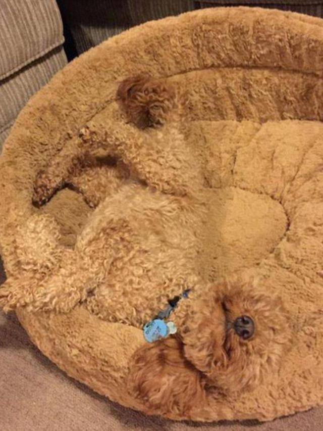 Potret Menggemaskan saat Anjing Berkamuflase Ini Bikin Cengar Cengir