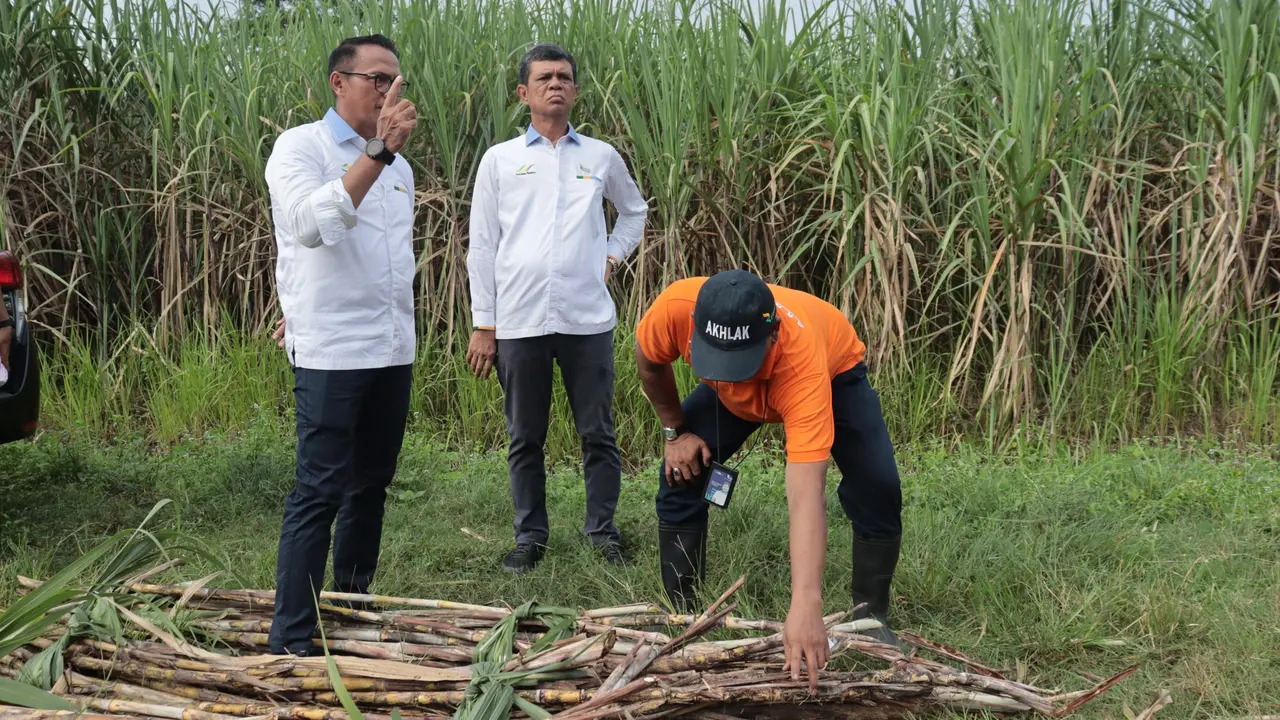 (Dok PTPN II)