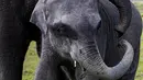 Seekor bayi gajah bermain dengan ibunya di Suaka Margasatwa Pobitora, pinggiran Gauhati, India, Selasa (10/11/2020). Suaka yang terkenal dengan populasi badak bercula satu di India tersebut dibuka kembali setelah ditutup selama lebih dari 6 bulan akibat pandemi corona. (AP Photo/Anupam Nath)