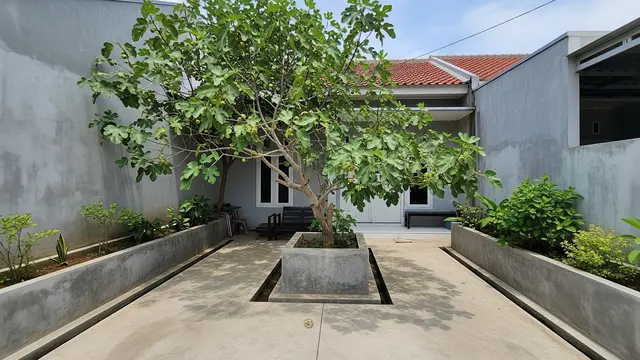 Pohon Buah yang Cocok Ditanam dalam Planter Box Beton Model Pohon Ara