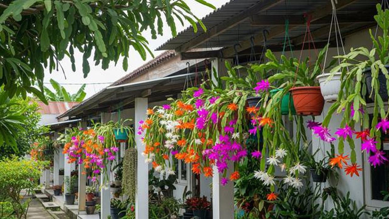 15 Tanaman Gantung untuk Teras Sempit yang Awet Meski Jarang Disiram, Percantik Halaman Rumah