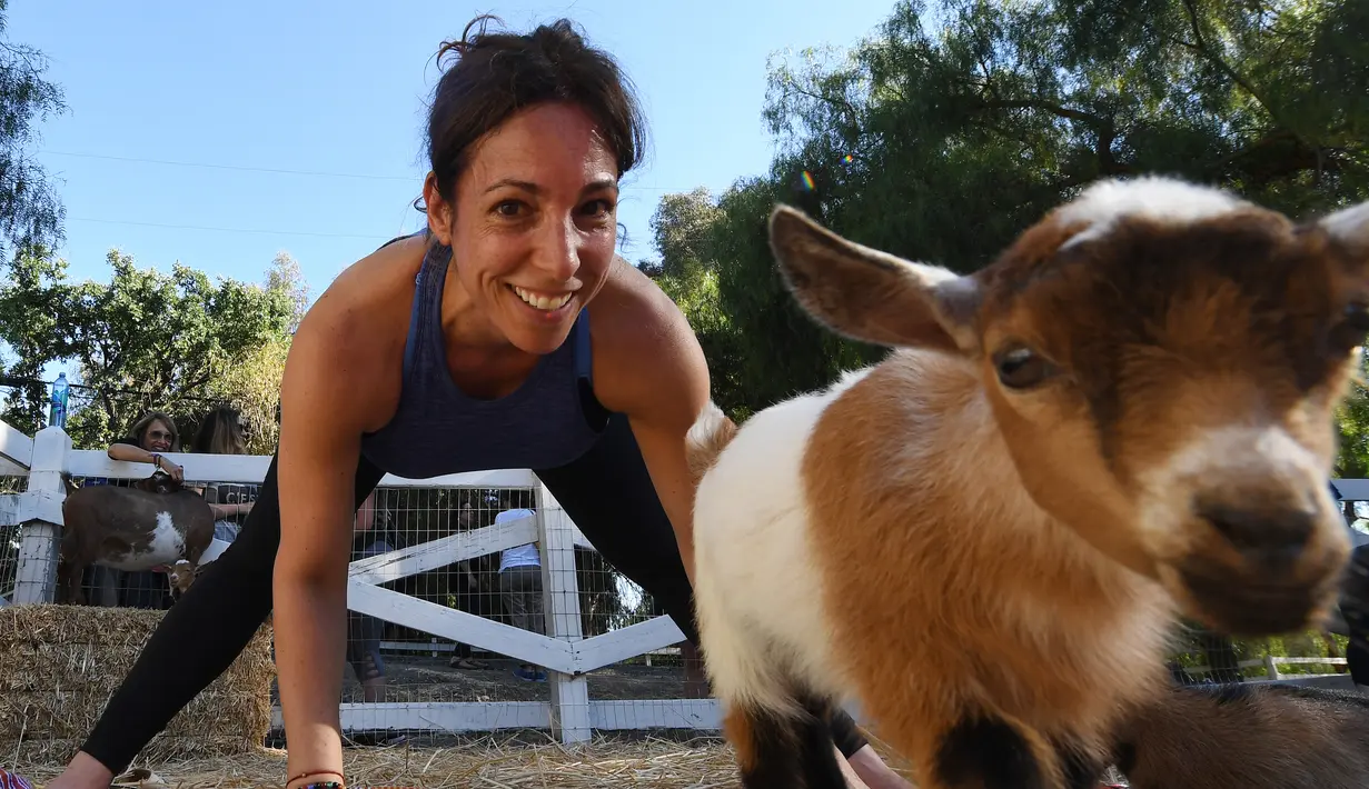 Ekspresi seorang peserta saat mengikuti kelas "Goat Yoga" atau Yoga Kambing di Thousand Oaks, California (4/6). Dalam kelas yoga kambing ini, beberapa ekor kambing akan melompat-lompat di kelas menghibur para peserta. (AFP Photo/Mark Ralston)