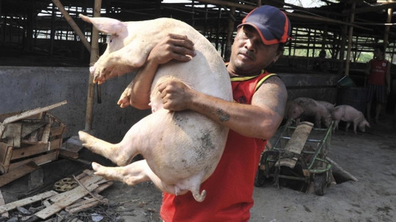 Pemindahan ratusan babi dari bantaran Sungai Cisadane