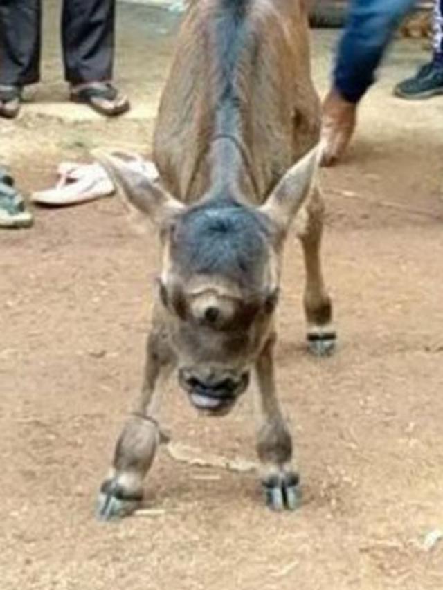 Punya Tiga Mata, Anak Sapi Ini Dipuja Layaknya Dewa