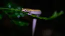 Seekor salamander Mombacho (Bolitoglossa mombachoensis) berada di batang pohon di Mombacho Volcano Natural Reserve di Granada, Nikaragua (18/3). Hewan ini hanya bisa ditemukan di kawasan gunung berapi Mombacho. (AFP/Inti Ocon)