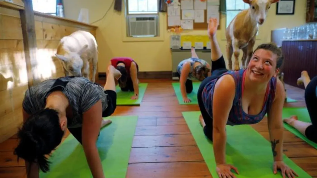 Yoga Bersama Kambing Jadi Trend Baru di Amerika Serikat