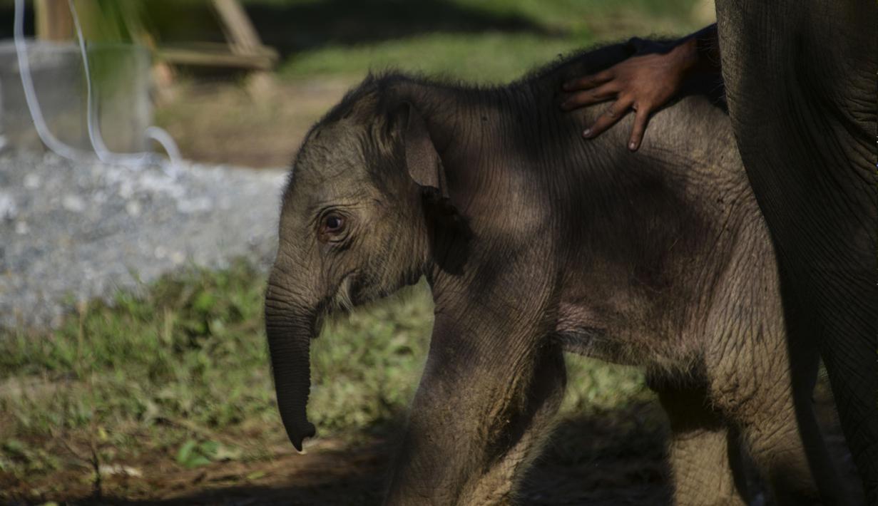 Foto Potret Lucu Bayi Gajah Sumatera Yang Lahir Di Aceh News Liputan6 Com