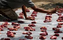 Ternyata Ini yang Bisa Pengaruhi Kualitas Daging Hewan Kurban, dari Penurunan Kualitas hingga Daya Simpan Daging
