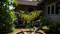 Cara Menyelamatkan Pohon Cabai yang Mulai Layu karena Musim Kemarau agar Kembali Subur