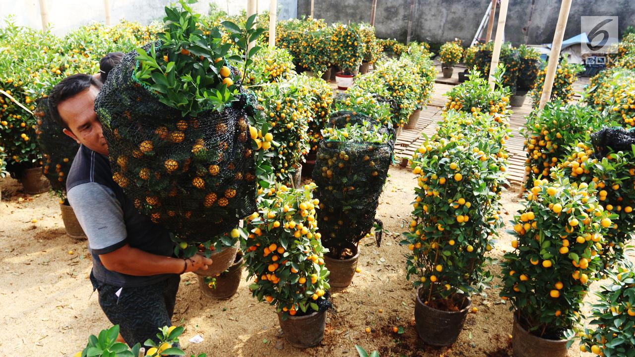 Berburu Jeruk Keberuntungan Untuk Perayaan Imlek