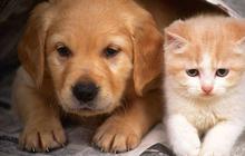 Ternyata Kucing dan Anjing Bisa Jerawatan, Begini Cara Mengatasinya