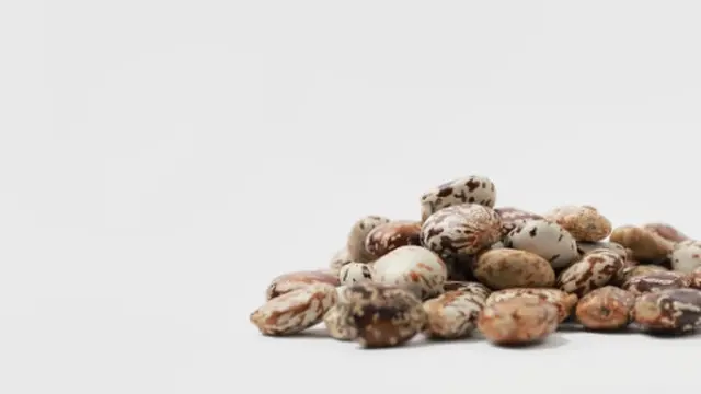 Tanaman Jarak Punya Segudang Manfaat, Salah Satunya Jadi Frame Kacamata Ramah Lingkungan.