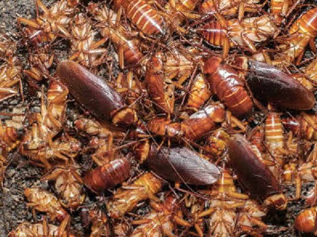 Anda Mungkin Tak Sadar 5 Hal Ini Mengundang Kecoak Masuk Ke Rumah