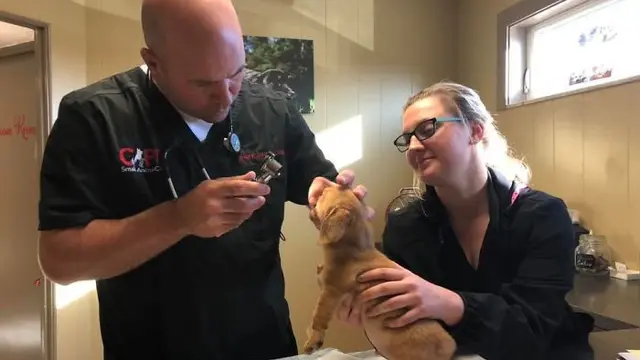 anjing punya ekor di kepala