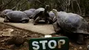 Sekelompok kura-kura raksasa yang masih hidup di pulau Floreana, Taman Nasional Galapagos di Ekuador, 8 Oktober 2016. Pulau di Ekuador ini dihuni hewan unik dan langka, salah satunya kura-kura raksasa. (Reuters/Nacho Doce)