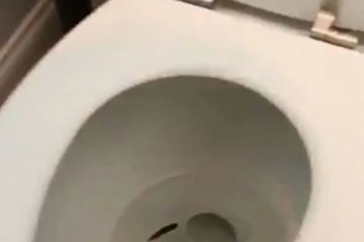 [Bintang] Dikira Mati, Saat Di-flush di Toilet Ikan Ini Hidup Lagi!