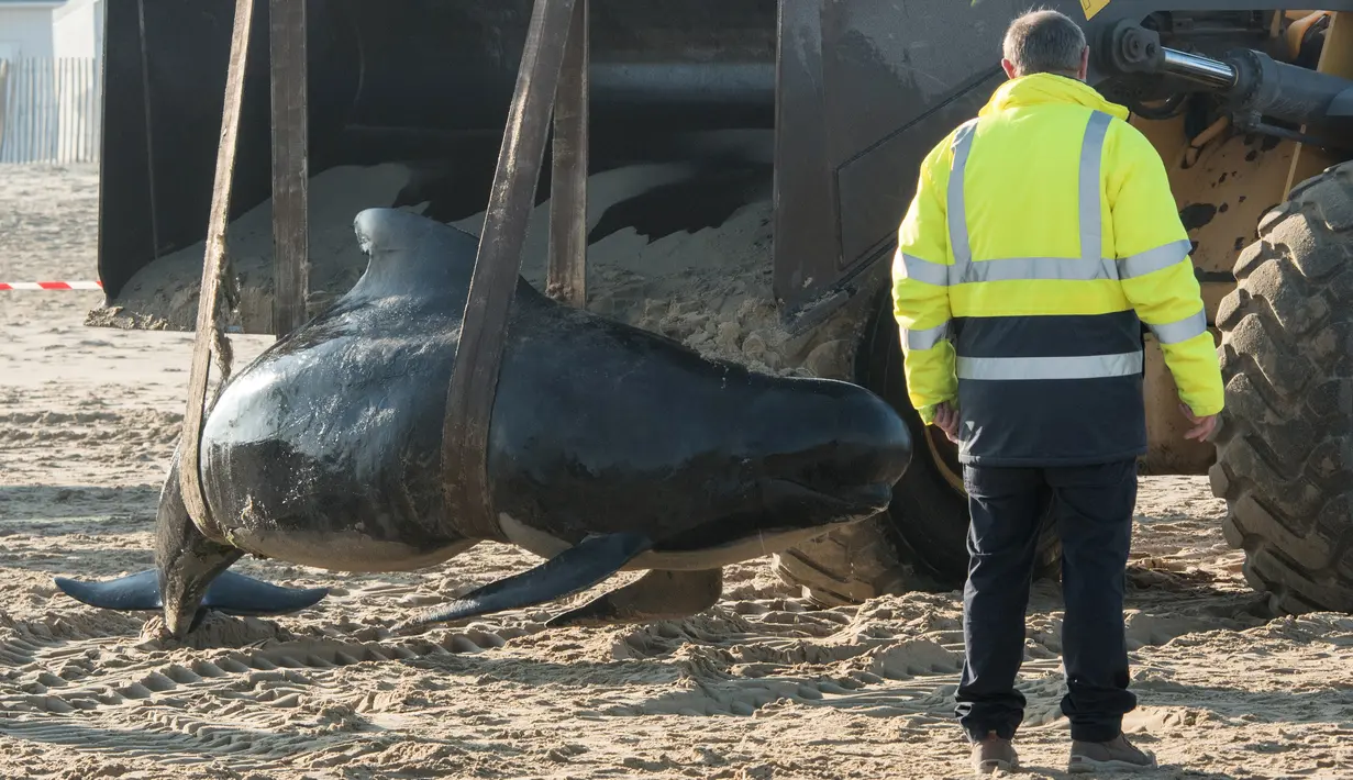 Petugas menggunakan alat berat untuk mengevakuasi paus pilot di Pantai Calais, Prancis, Senin (2/11). Enam dari 10 paus ditemukan sudah mati terdampar di pantai, sedangkan empat paus berhasil diselamatkan dan dikembalikan ke laut. (AFP/ Denis Charlet)