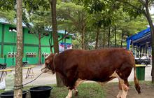 Istana Buka Suara Soal Anggaran Sapi Prabowo Pakai APBN