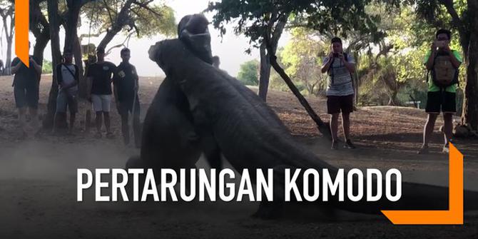 VIDEO: Ngeri, Pertarungan Hebat Dua Komodo di Pulau Rinca