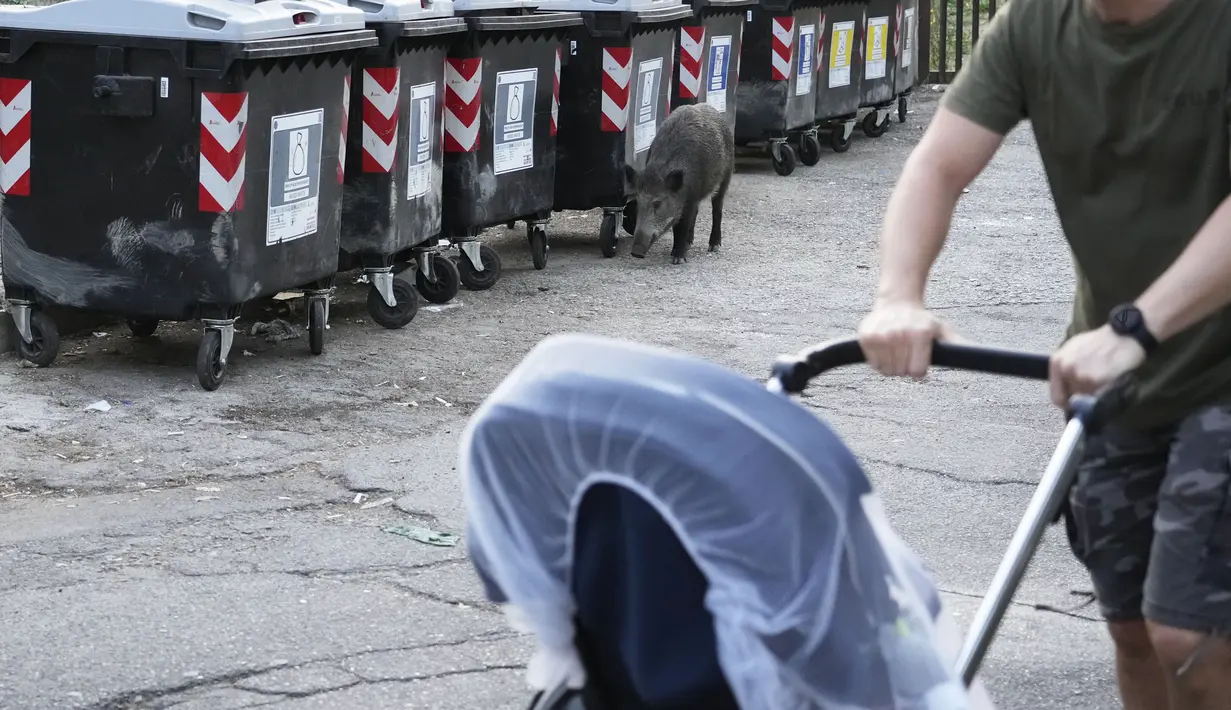 Seorang pria mendorong kereta bayi melewati babi hutan yang mengendus tempat sampah di Roma, pada 24 September 2021. Tempat sampah Roma yang terkenal meluap menjadi magnet bagi gerombolan babi hutan yang muncul dari taman di sekitar kota untuk berkeliaran mencari makanan. (AP Photo/Gregorio Borgia)