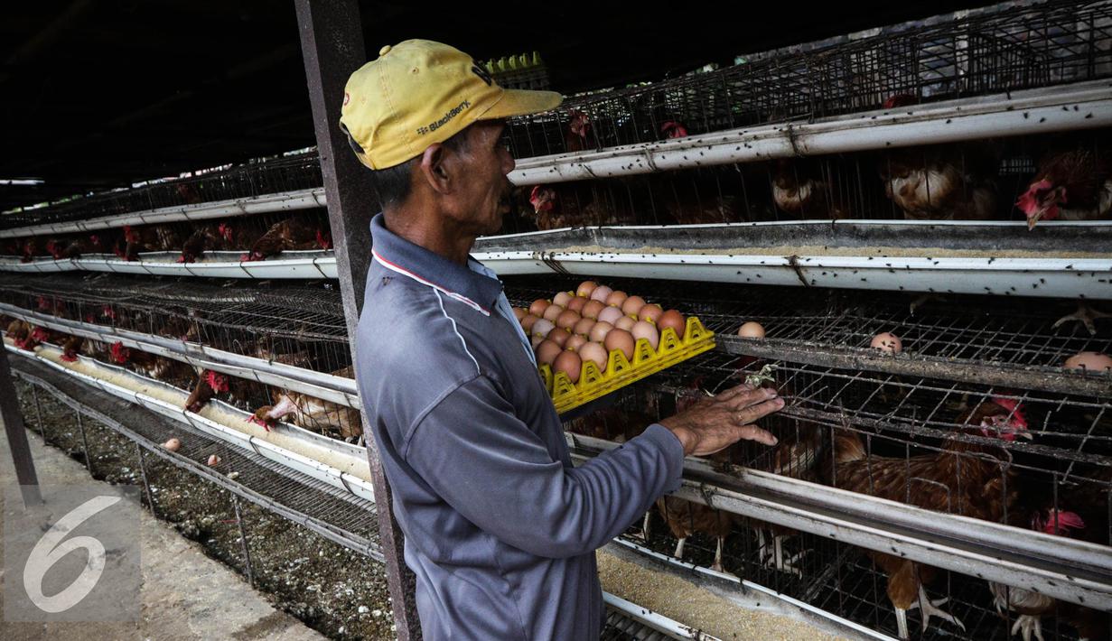 Budidaya Ayam Di Cianjur Hasilkan Satu Ton Telur Per Hari Foto