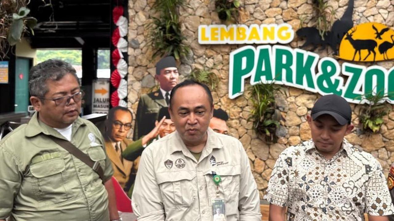 Fakta Unik Macan Tutul: Daya Jelajahnya Luas, BBKSDA Jabar Perluas Pencarian Macan Tutul Kabur ke Tangkuban Parahu